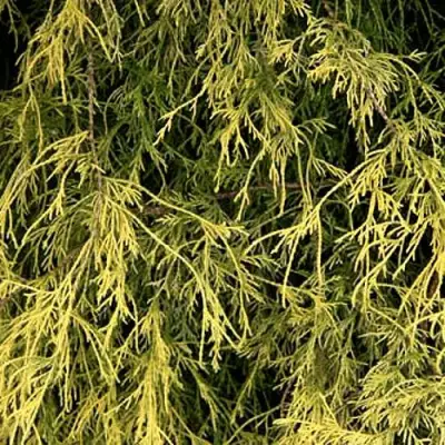 Кипарисовик ФИЛИФЕРА АУРЕА горохоплодный в Могилёве