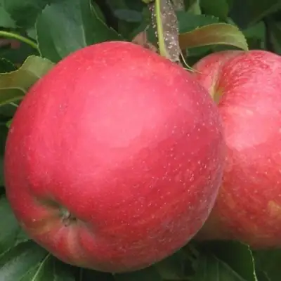 Яблоня РУБИН в Могилёве