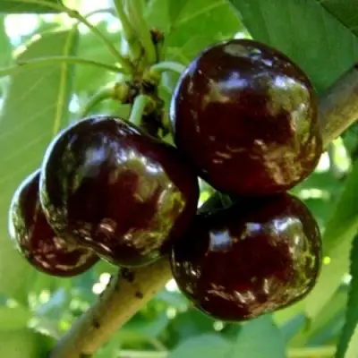 Черешня МУСКАТНАЯ в Могилёве