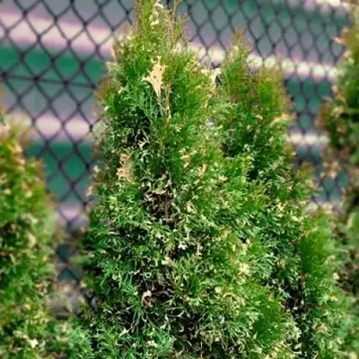 Туя СМАРАГД ВАРИЕГАТА западная в Могилёве