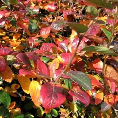 Кизильник блестящий в Могилёве