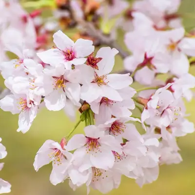 Сакура КОЙО НО МАЙ в Могилёве