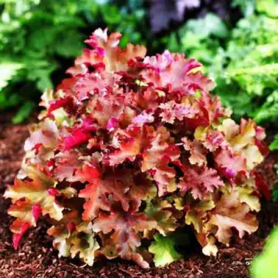 Гейхера МАРМЕЛАД в Могилёве