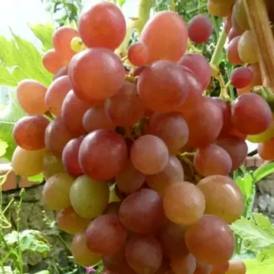 Виноград БЛЕСТЯЩИЙ в Могилёве