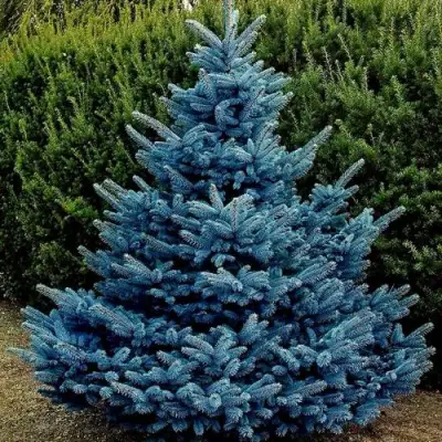Ель МАДЖЕСТИК БЛЮ колючая в Могилёве