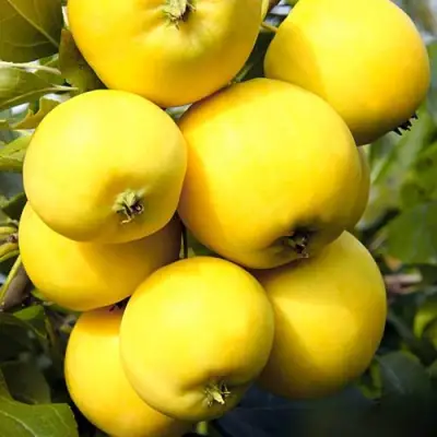 Яблоня УРАЛЬСКОЕ НАЛИВНОЕ в Могилёве