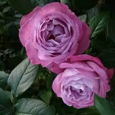 Роза АКВА чайно-гибридная в Могилёве