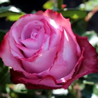 Роза ДИП ВОТЕР чайно-гибридная в Могилёве