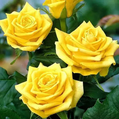 Роза ПАПИЛОН чайно-гибридная в Могилёве