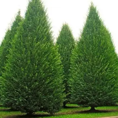 Граб  в Могилёве