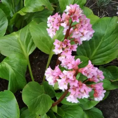 Бадан БЭБИ ДОЛЛ в Могилёве