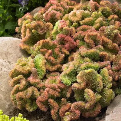 Очиток (седум) КРИСТАТУМ отогнутый в Могилёве