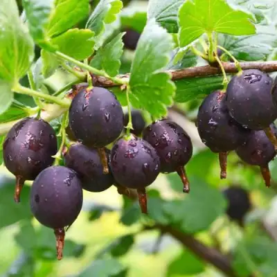 Крыжовник ЧЕЛЯБИНСКИЙ СЛАБОШИПОВАТЫЙ в Могилёве