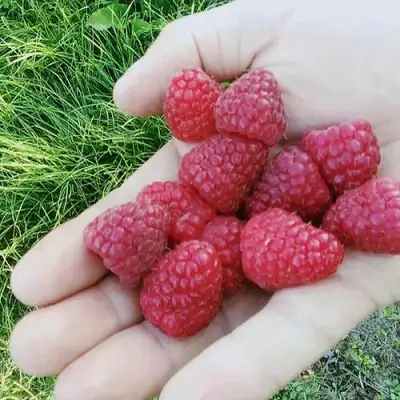 Малина ПОЛЬКА (ПОЛКА) в Могилёве