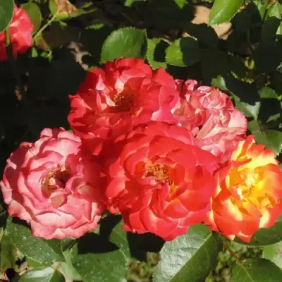 Роза ТАЙФУН спрей в Могилёве