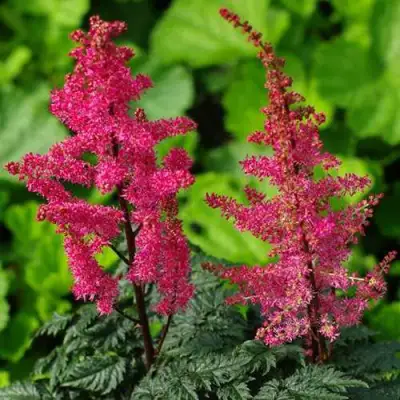 Астильба МУЛЕН РУЖ курчавая в Могилёве