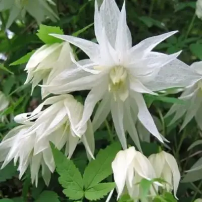 Княжик АЛЬБИНА ПЛЕНА белый махровый в Могилёве