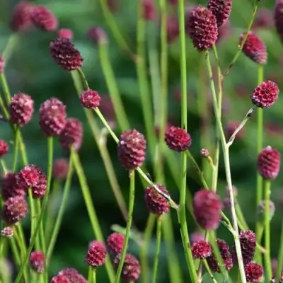 Кровохлебка ЧОКОЛАТ ТИП в Могилёве