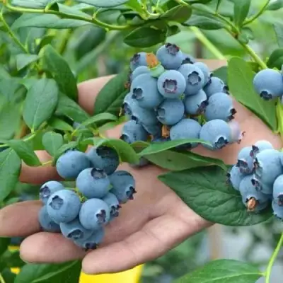 Голубика ТОРО в Могилёве