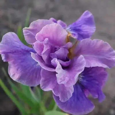 Ирис ХЭВИНГ ФАН сибирский в Могилёве