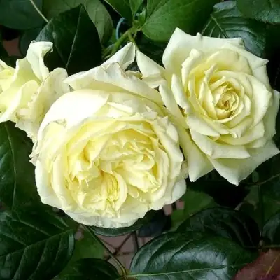 Роза ЭЛЬФ плетистая в Могилёве