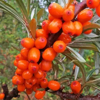 Облепиха ДЖЕМОВАЯ в Могилёве