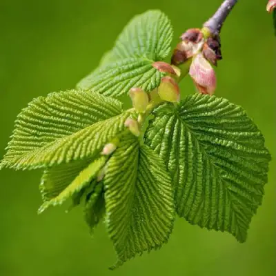 Вяз обыкновенный в Могилёве