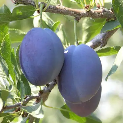 Слива СТЭНЛИ в Могилёве