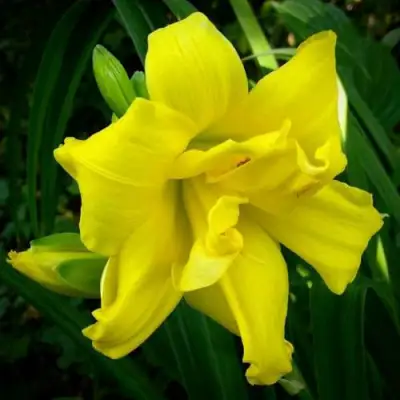 Лилейник ДАБЛ РИВЕР ВАЙ гибридный в Могилёве