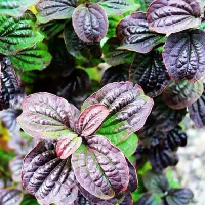 Дерен КОМПРЕССА кроваво-красный в Могилёве