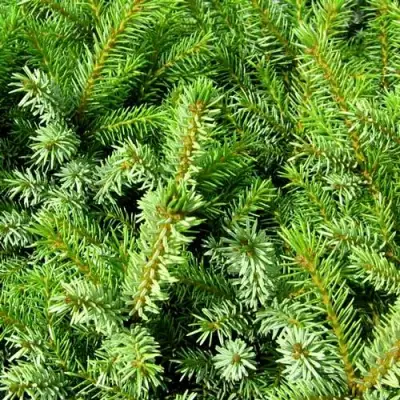 Ель НАНА сербская в Могилёве