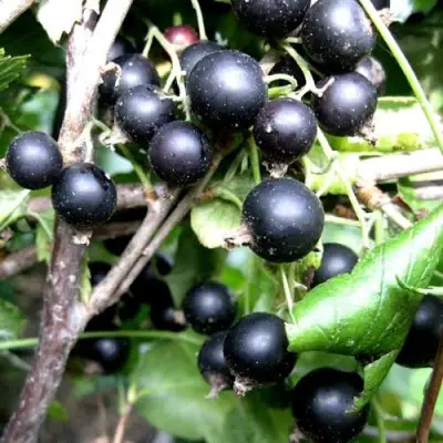 Смородина чёрная НЕСТЕР КОЗИН в Могилёве