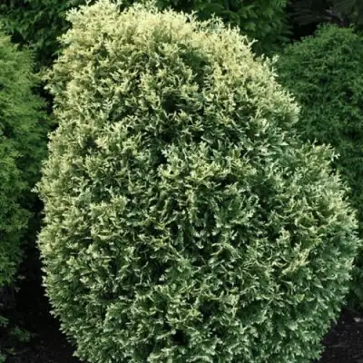 Туя ЛИТОМИШИЛ западная в Могилёве