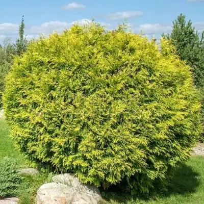 Туя ГОЛДЕН ГЛОБ западная в Могилёве