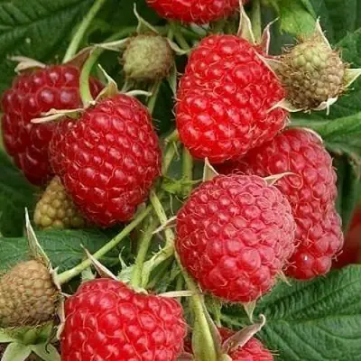 Малина ГЛЕН АМПЛ в Могилёве