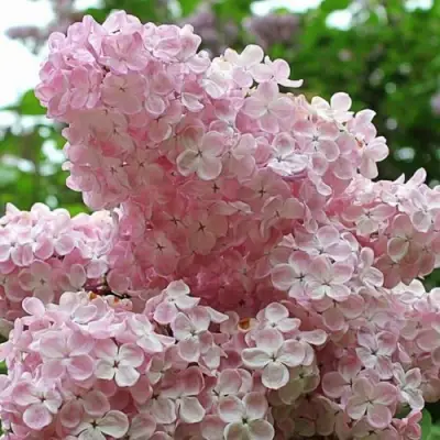 Сирень ВЕЧЕРНИЙ ЗВОН в Могилёве