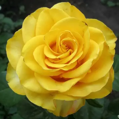 Роза КЕРИО чайно-гибридная в Могилёве