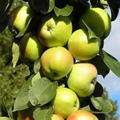 Яблоня ПРЕЗИДЕНТ колонновидная в Могилёве