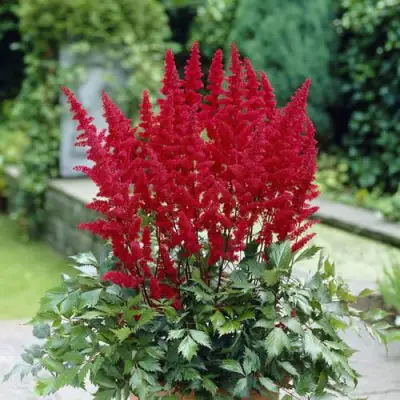 Астильба СПАРТАН Арендса в Могилёве