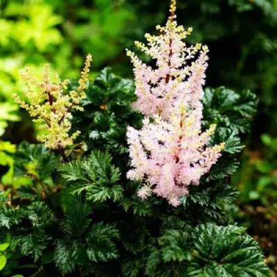 Астильба ЛИЛИПУТ курчавая в Могилёве