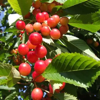 Черешня БРЯНСКАЯ РОЗОВАЯ в Могилёве