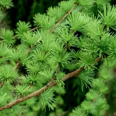 Лиственница европейская в Могилёве