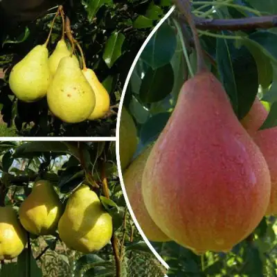 Комплект ТРИ ГРАЦИИ в Могилёве