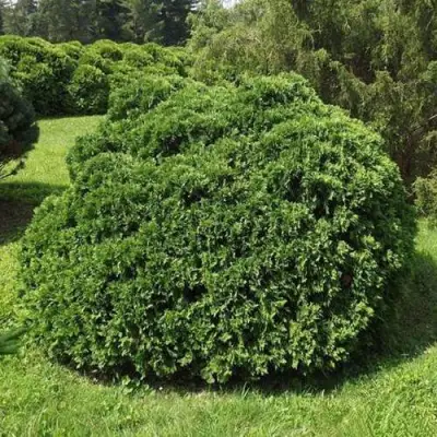 Туя УМБРАКУЛИФЕРА западная в Могилёве