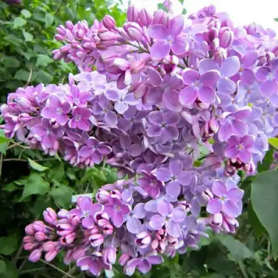 Сирень ОЛЯ в Могилёве