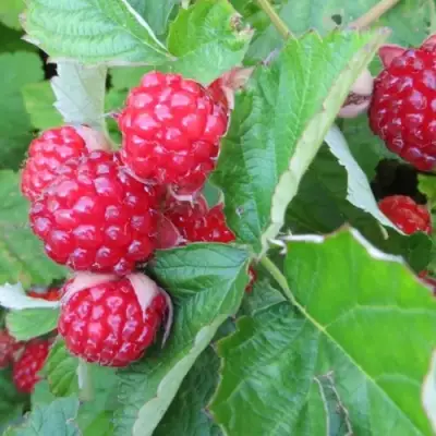 Ежемалина РЕД ДАЙМОНД в Могилёве