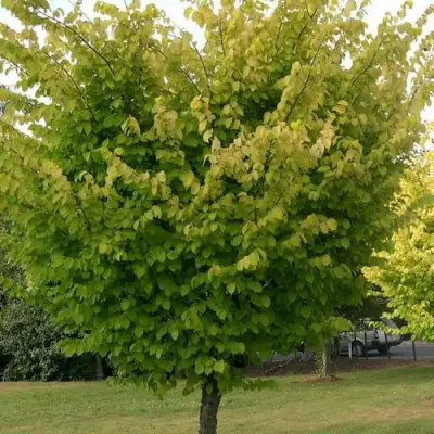 Вяз обыкновенный в Могилёве