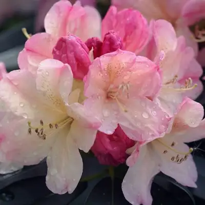 Рододендрон ПЕРСИ ВАЙСМАН в Могилёве