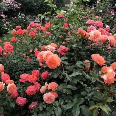 Роза БЕЛЬВЕДЕР шраб в Могилёве