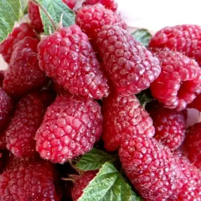 Малина КАСКАД ДЕЛАЙТ в Могилёве